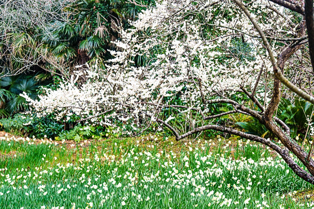 25년 봄 매화향을 찾아, 아름다운 매화 명소와 25년 매화 개화 시기 2