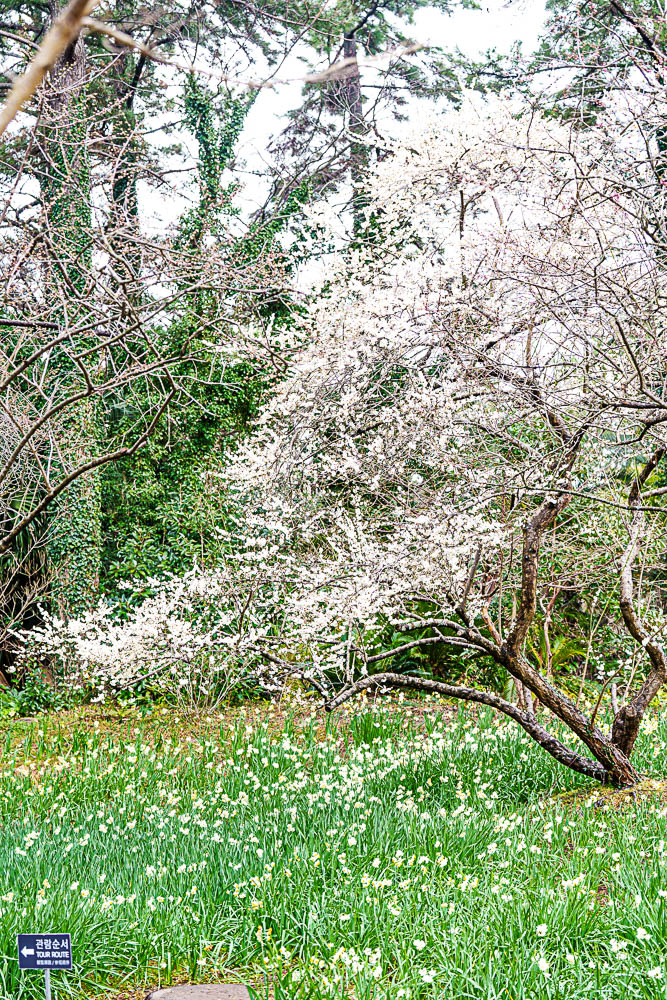 25년 봄 매화향을 찾아, 아름다운 매화 명소와 25년 매화 개화 시기 1