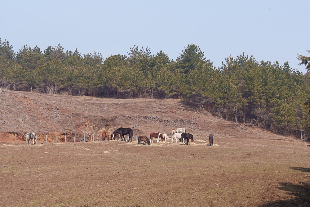 제주 말 보기 좋은 곳, 제주 말 사진 출사지 7