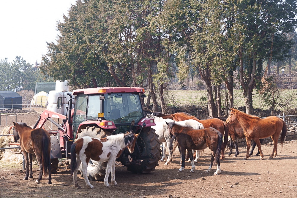 제주 말 보기 좋은 곳, 제주 말 사진 출사지 6