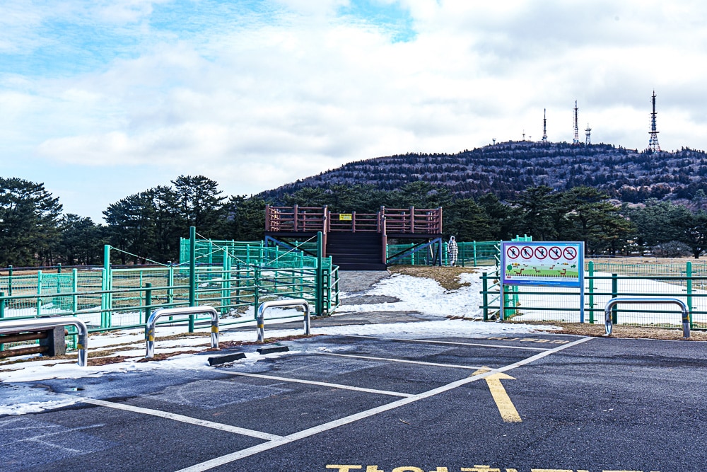 제주 말 보기 좋은 곳, 제주 말 사진 출사지 11