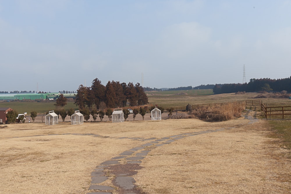 제주 말 보기 좋은 곳, 제주 말 사진 출사지 14