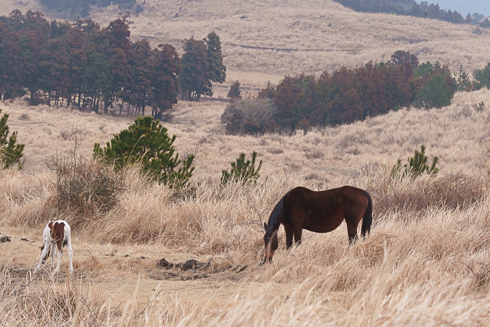 제주 말 보기 좋은 곳, 제주 말 사진 출사지 21