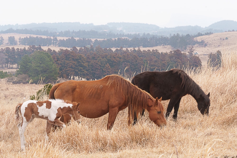 제주 말 보기 좋은 곳, 제주 말 사진 출사지 20