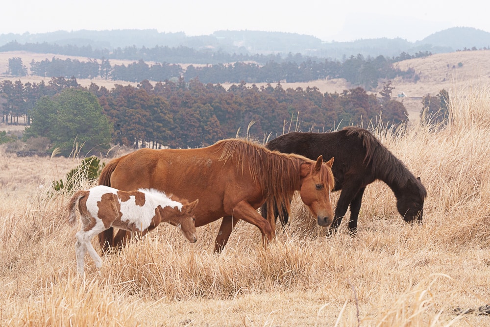 제주 말 보기 좋은 곳, 제주 말 사진 출사지 19