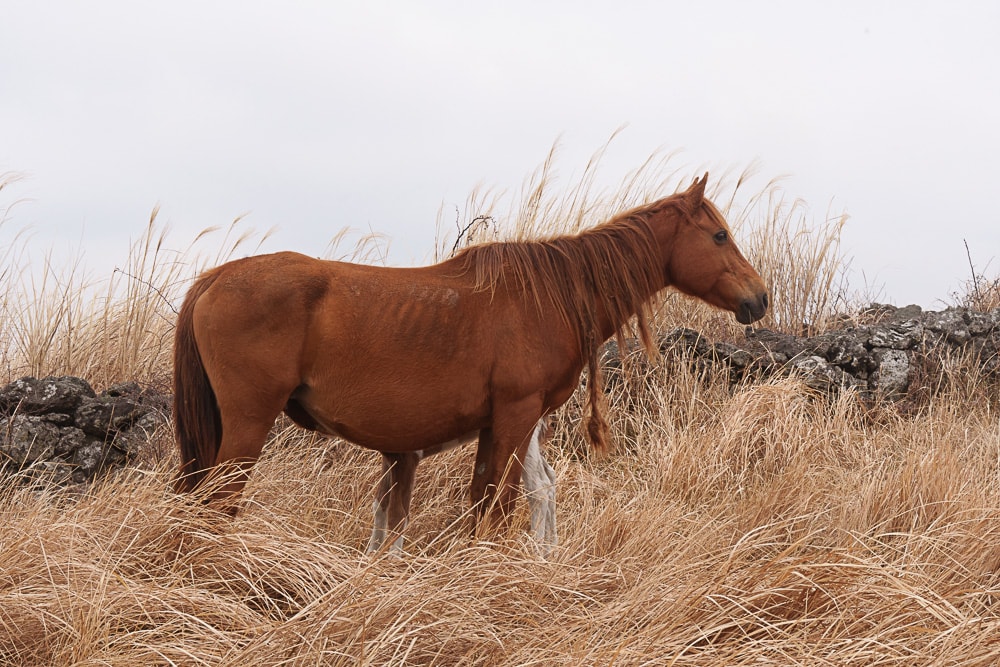 제주 말 보기 좋은 곳, 제주 말 사진 출사지 22