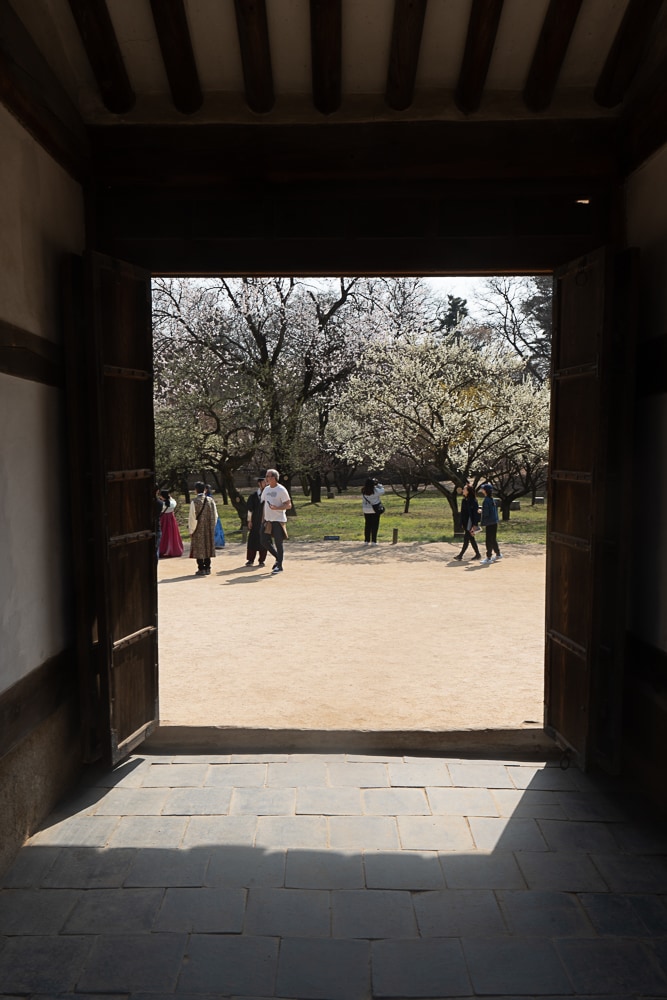 25년 봄 매화향을 찾아, 아름다운 매화 명소와 25년 매화 개화 시기 18