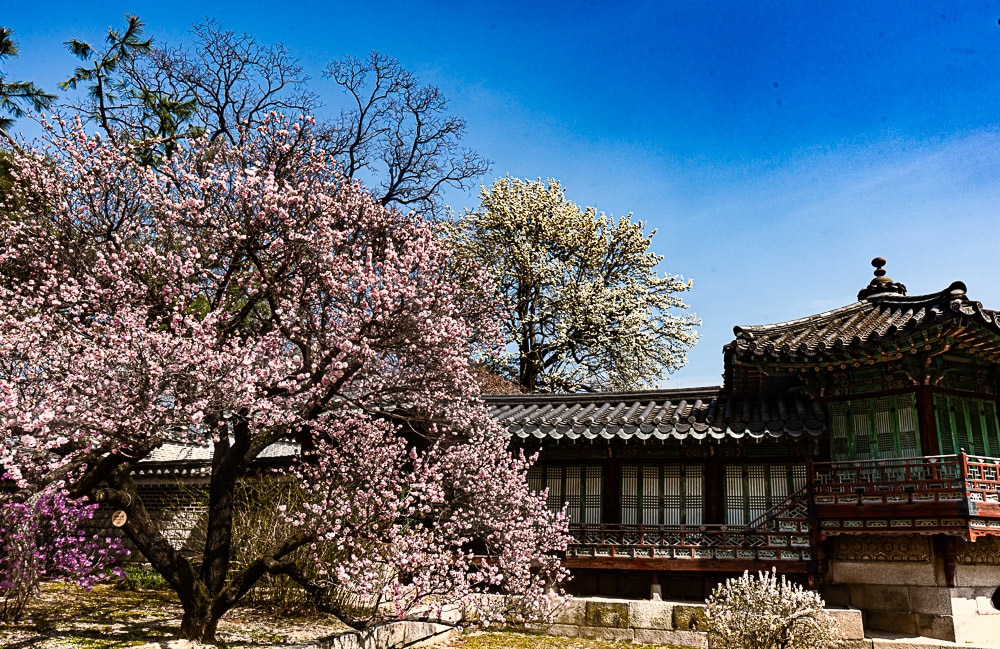 25년 봄 매화향을 찾아, 아름다운 매화 명소와 25년 매화 개화 시기 19