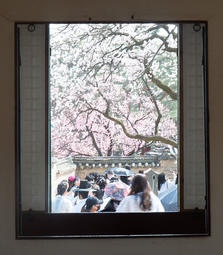 25년 봄 매화향을 찾아, 아름다운 매화 명소와 25년 매화 개화 시기 23