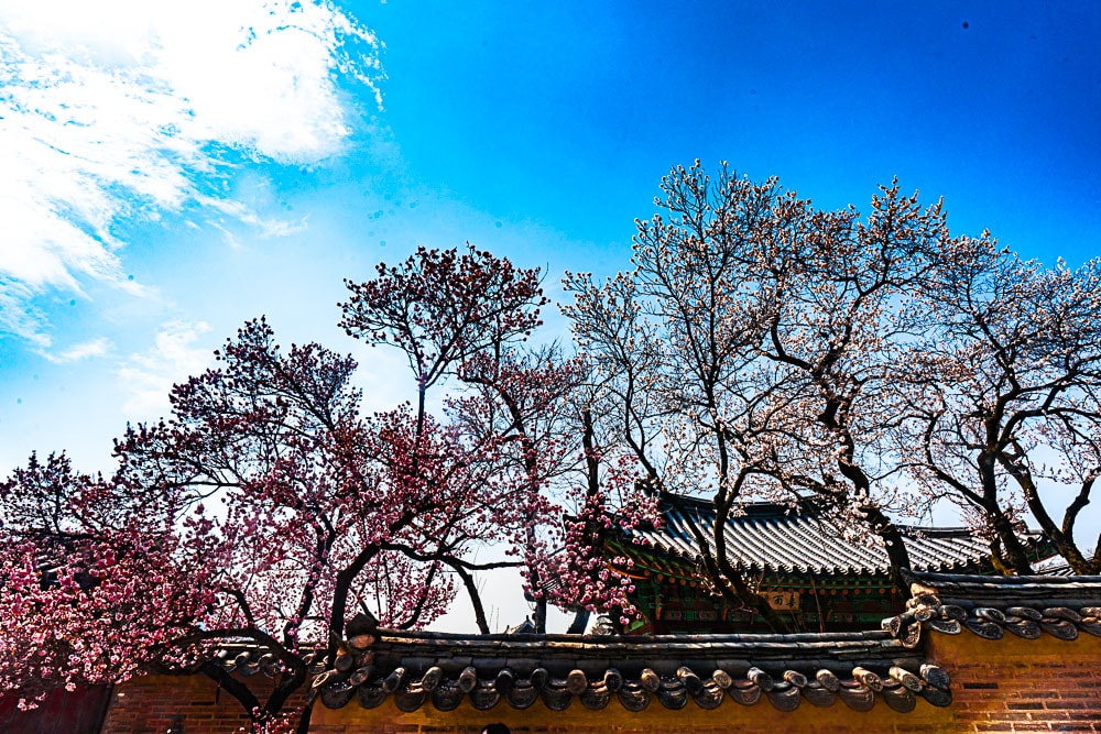 25년 봄 매화향을 찾아, 아름다운 매화 명소와 25년 매화 개화 시기 21