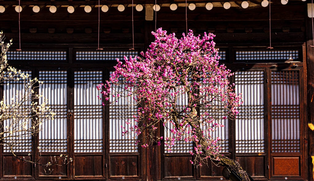 2025 탐매여행 첫번째, 매화 명소 아산 현충사 매화 출사기 127