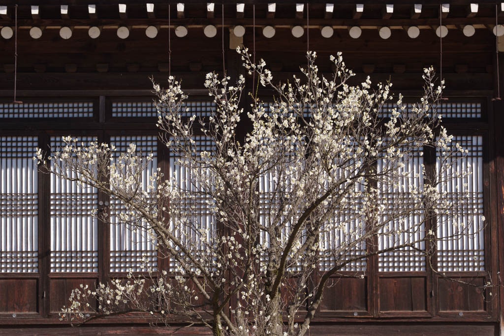 탐매여행 첫번째, 아산 현충사 매화, DSC09200-, Photo by Happist