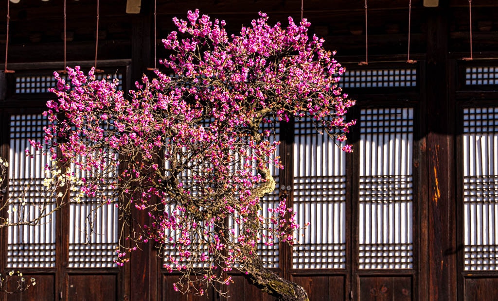 2025 탐매여행 첫번째, 매화 명소 아산 현충사 매화 출사기 126