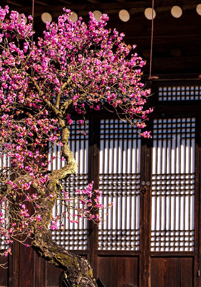 2025 탐매여행 첫번째, 매화 명소 아산 현충사 매화 출사기 130