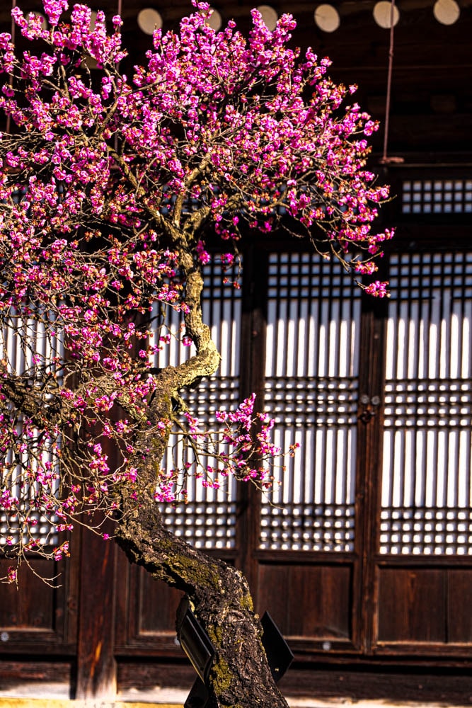 2025 탐매여행 첫번째, 매화 명소 아산 현충사 매화 출사기 129