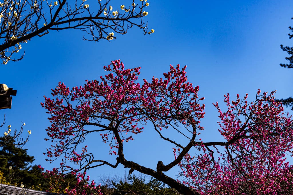 2025 탐매여행 첫번째, 매화 명소 아산 현충사 매화 출사기 132