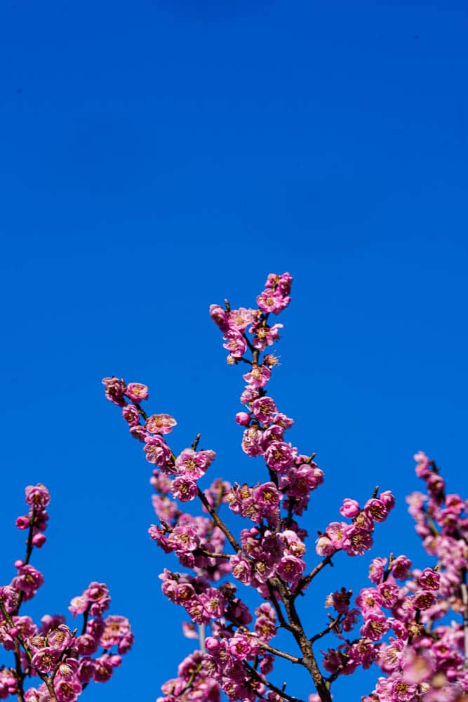 2025 탐매여행 첫번째, 매화 명소 아산 현충사 매화 출사기 131