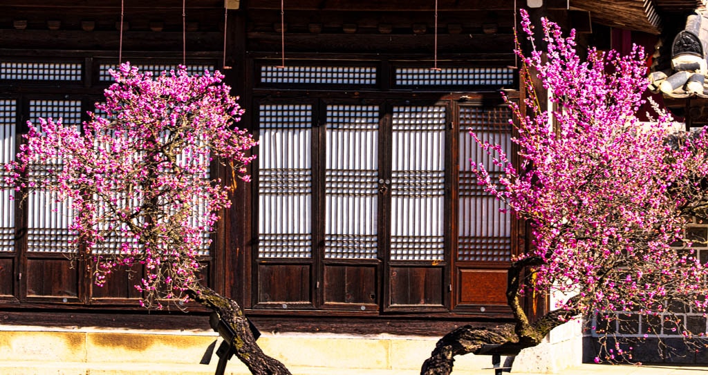 2025 탐매여행 첫번째, 매화 명소 아산 현충사 매화 출사기 134