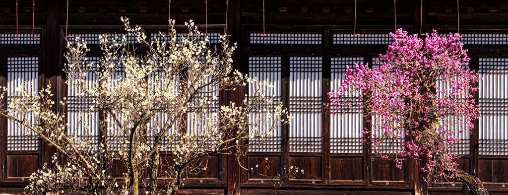 2025 탐매여행 첫번째, 매화 명소 아산 현충사 매화 출사기 136