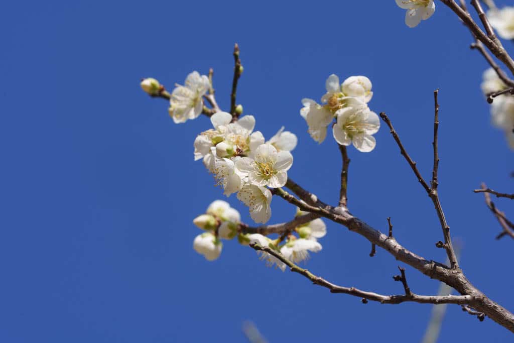 2025 탐매여행 첫번째, 매화 명소 아산 현충사 매화 출사기 125