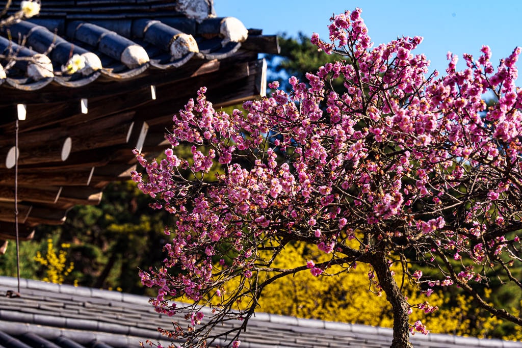 2025 탐매여행 첫번째, 매화 명소 아산 현충사 매화 출사기 133