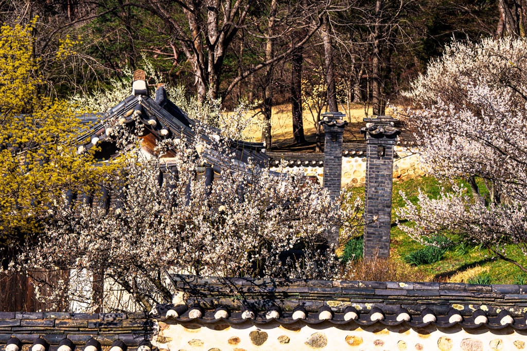 2025 탐매여행 첫번째, 매화 명소 아산 현충사 매화 출사기 137