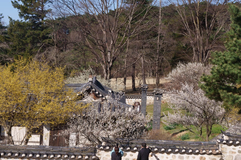 2025 탐매여행 첫번째, 매화 명소 아산 현충사 매화 출사기 138