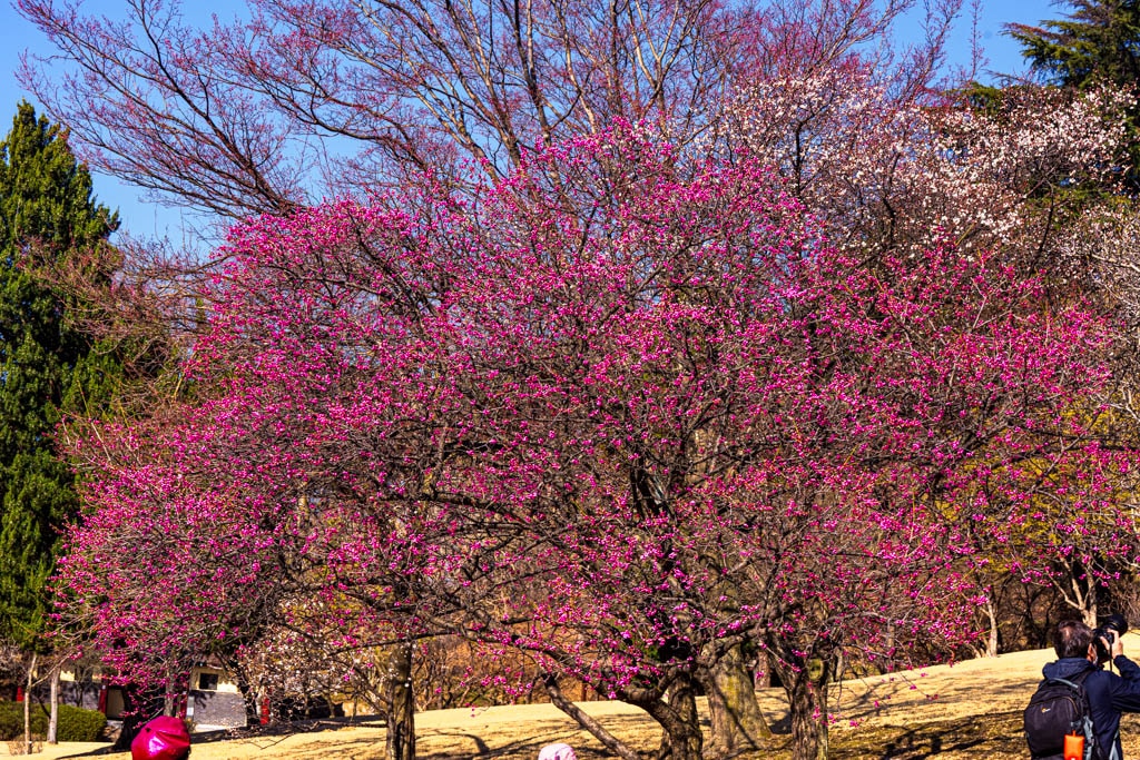 2025 탐매여행 첫번째, 매화 명소 아산 현충사 매화 출사기 140