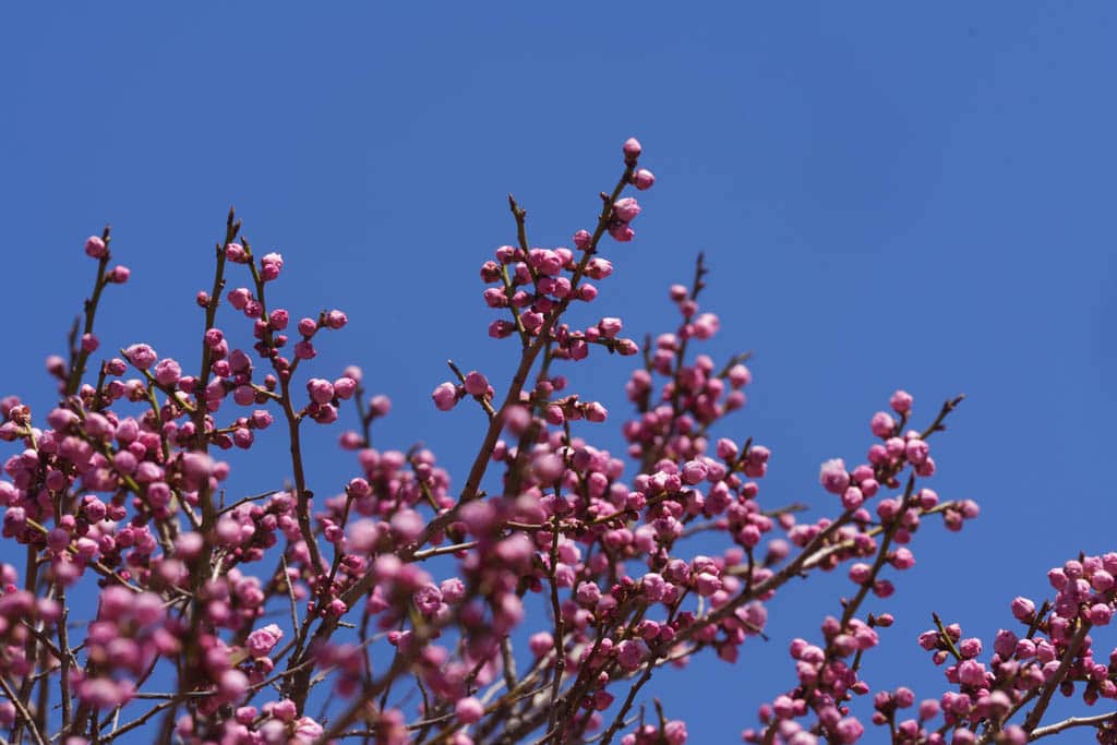 2025 탐매여행 첫번째, 매화 명소 아산 현충사 매화 출사기 139