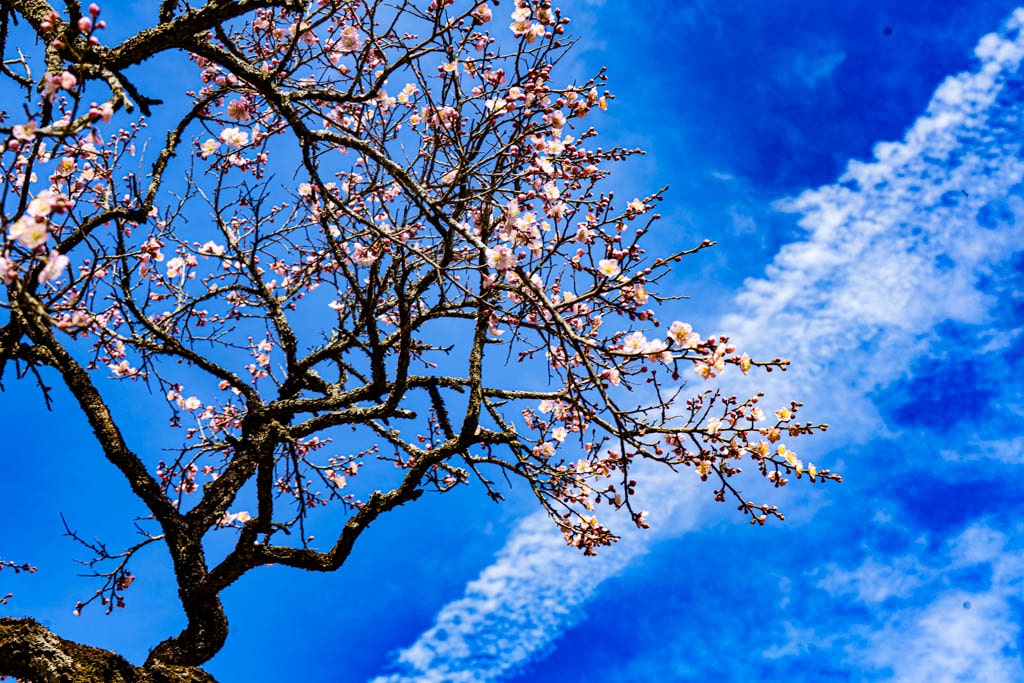 탐매 여행 다섯번째, 장성 백양사 고불매 매화 풍경 42