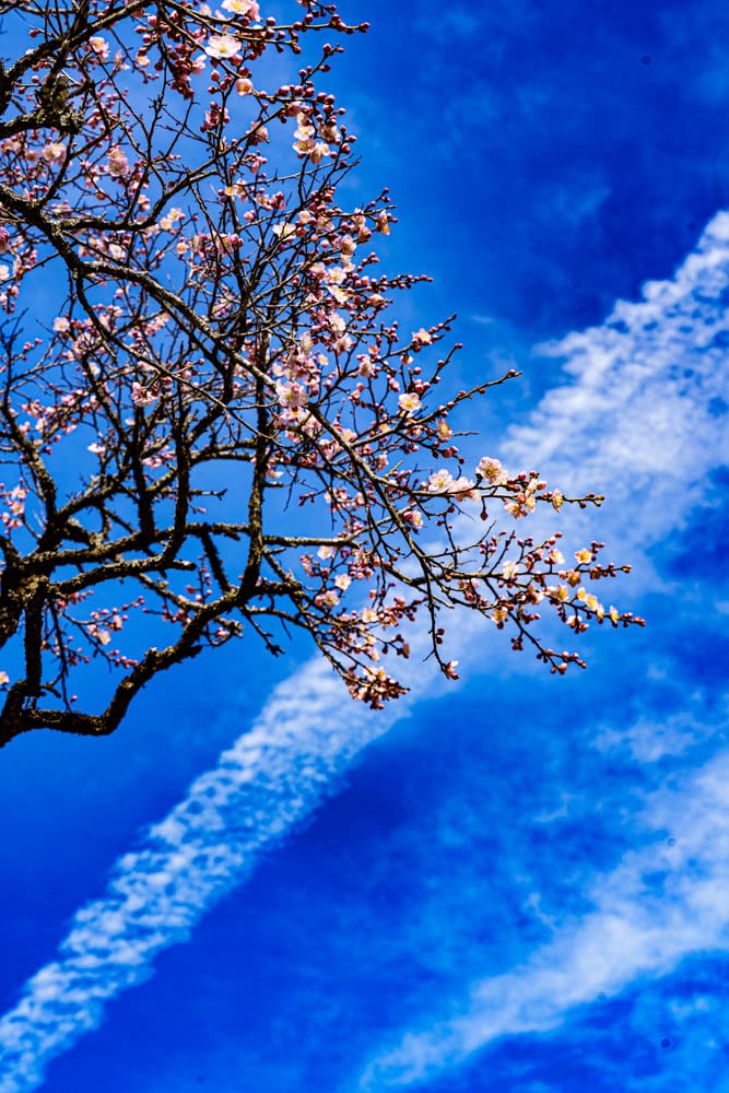 탐매 여행 다섯번째, 장성 백양사 고불매 매화 풍경 41