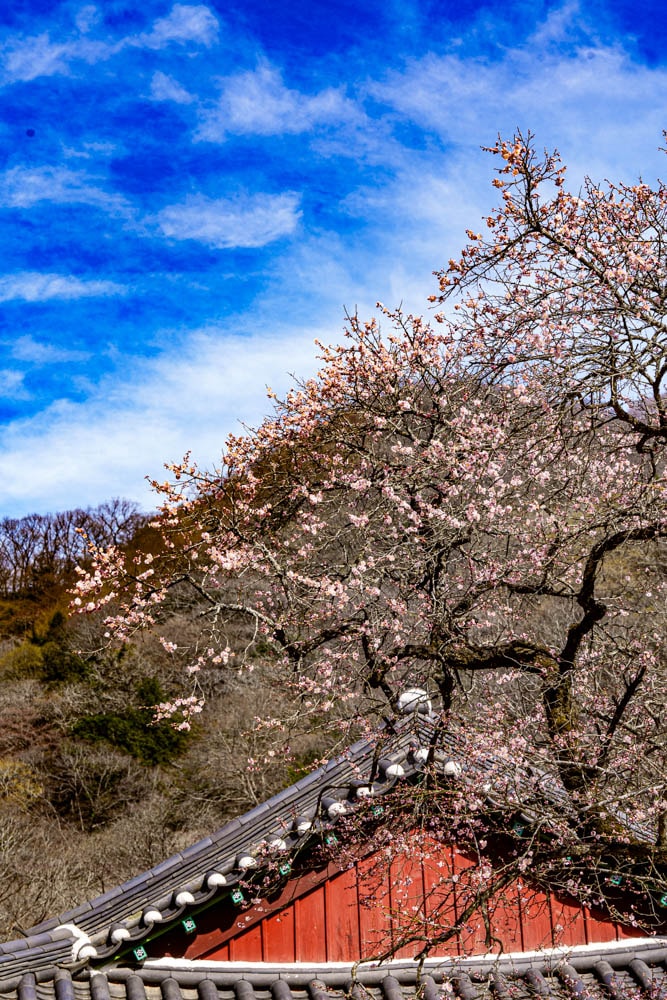 탐매 여행 다섯번째, 장성 백양사 고불매 매화 풍경 40