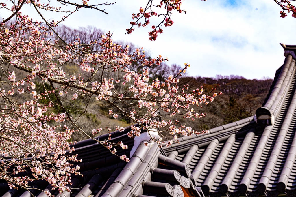 탐매 여행 다섯번째, 장성 백양사 고불매 매화 풍경 32