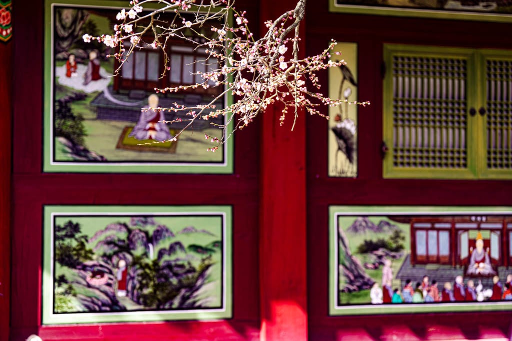 탐매 여행 다섯번째, 장성 백양사 고불매 매화 풍경 44