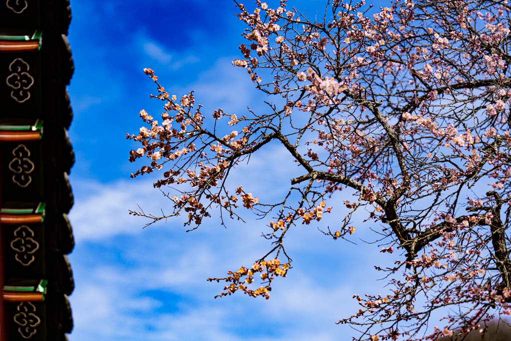 탐매 여행 다섯번째, 장성 백양사 고불매 매화 풍경 39