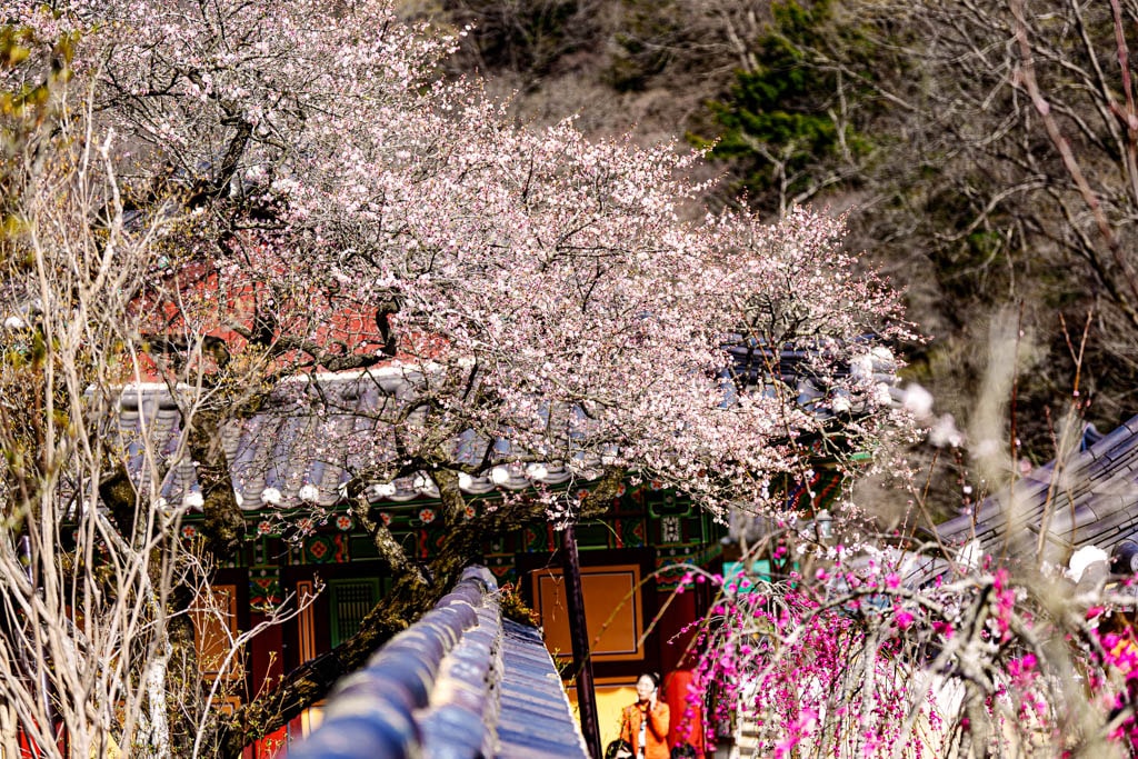 탐매 여행 다섯번째, 장성 백양사 고불매 매화 풍경 31