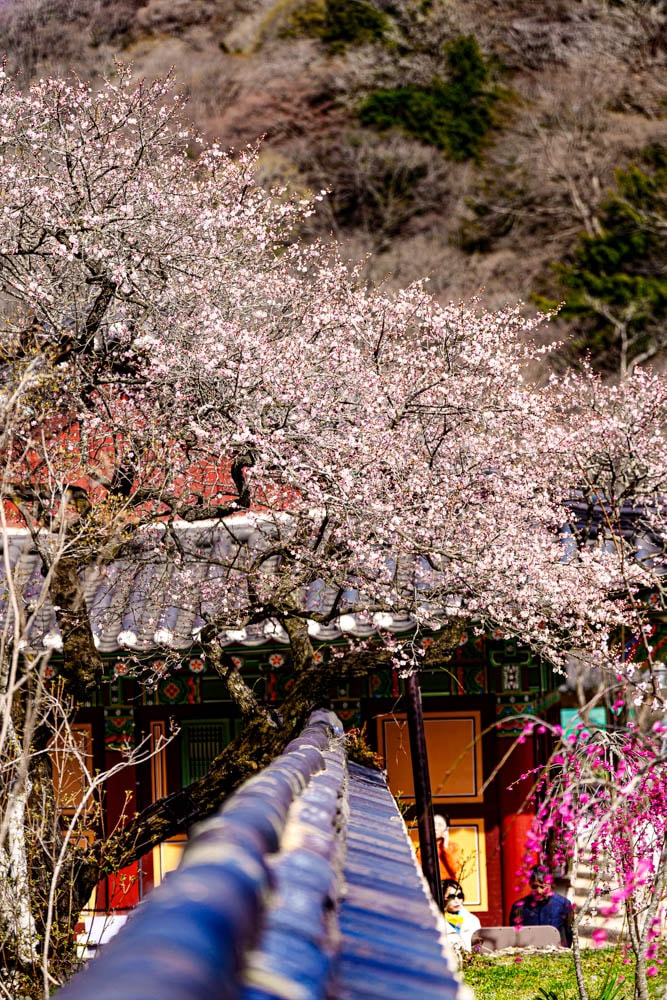 탐매 여행 다섯번째, 장성 백양사 고불매 매화 풍경 30