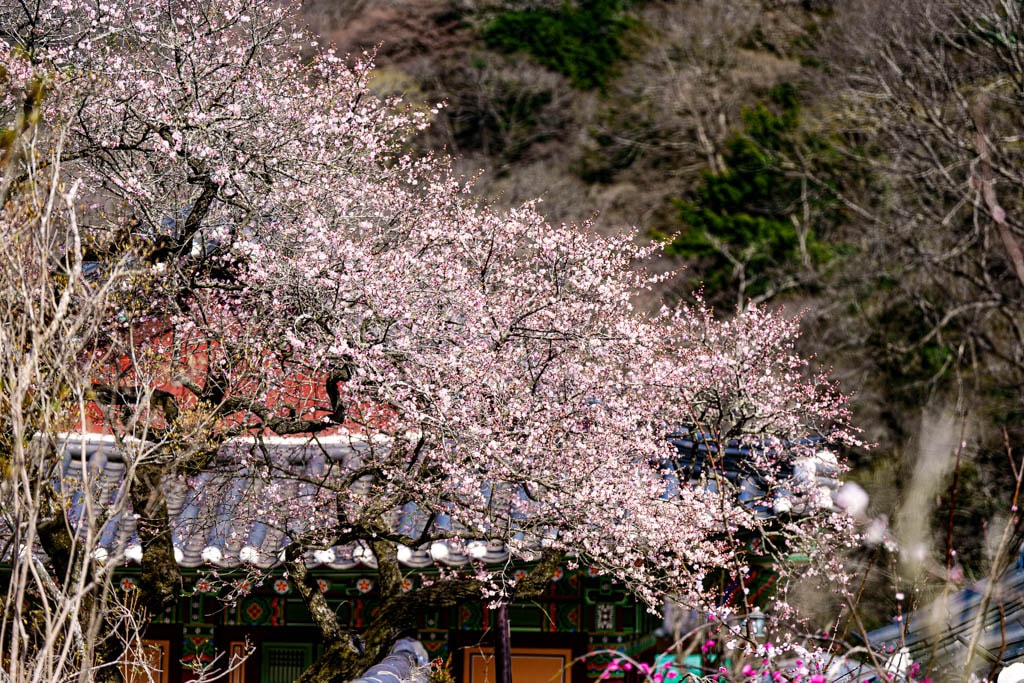 탐매 여행 다섯번째, 장성 백양사 고불매 매화 풍경 29