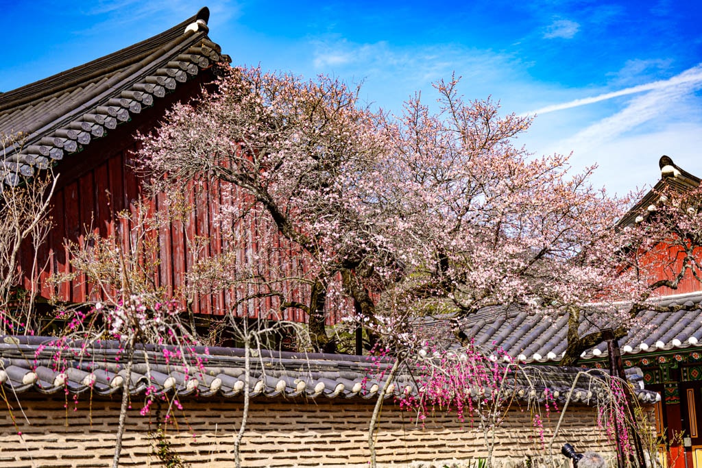 탐매 여행 다섯번째, 장성 백양사 고불매 매화 풍경 33