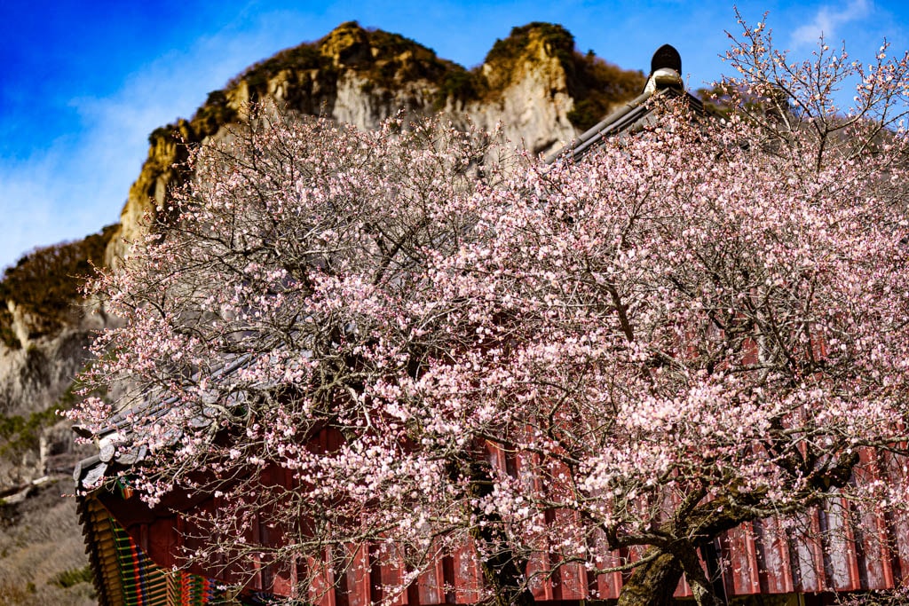 탐매 여행 다섯번째, 장성 백양사 고불매 매화 풍경 34