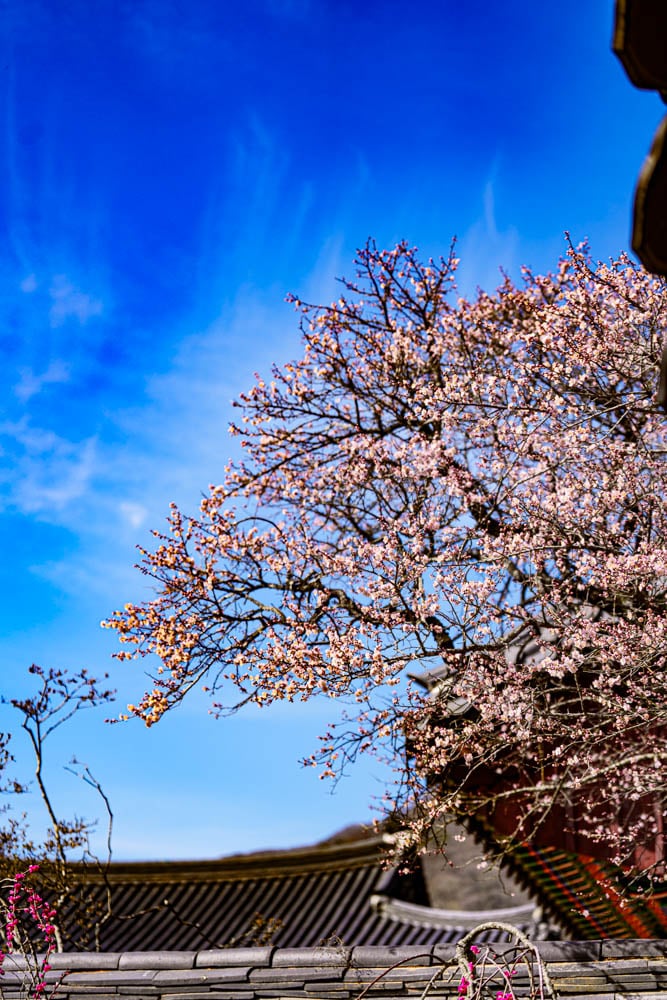 탐매 여행 다섯번째, 장성 백양사 고불매 매화 풍경 35
