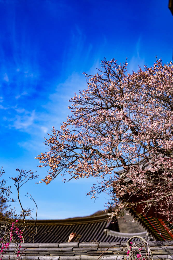 탐매 여행 다섯번째, 장성 백양사 고불매 매화 풍경 37