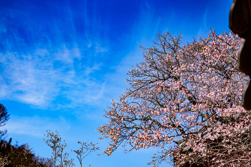 탐매 여행 다섯번째, 장성 백양사 고불매 매화 풍경 36