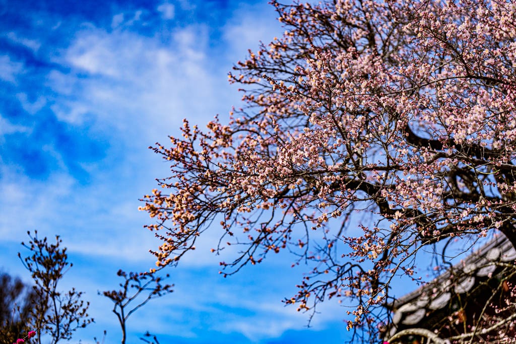탐매 여행 다섯번째, 장성 백양사 고불매 매화 풍경 38