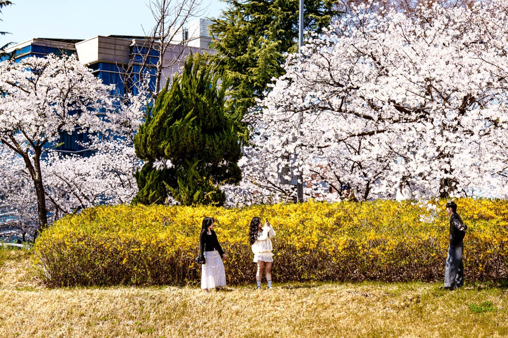 대전 벚꽃 명소 카이스트 벚꽃 출사기 22