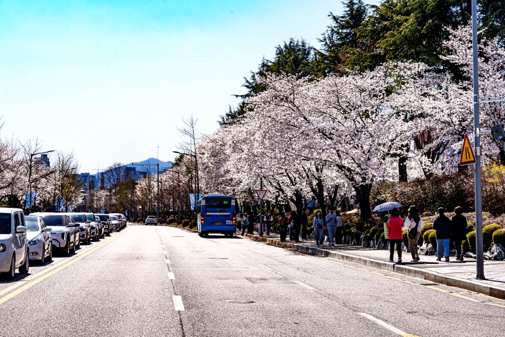 대전 벚꽃 명소 카이스트 벚꽃 출사기 18