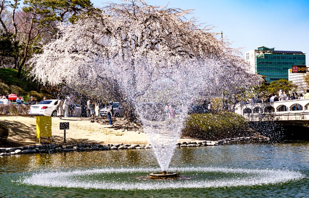 대전 벚꽃 명소 카이스트 벚꽃 출사기 16