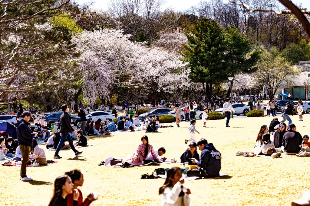 대전 벚꽃 명소 카이스트 벚꽃 출사기 14