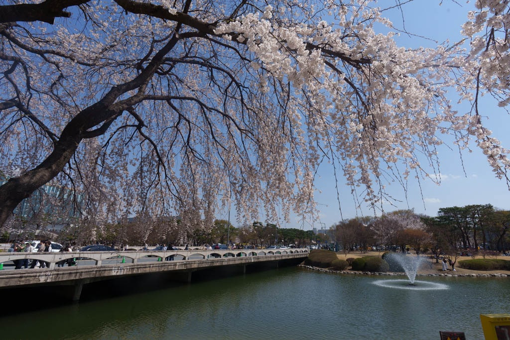 대전 벚꽃 명소 카이스트 벚꽃 출사기 17