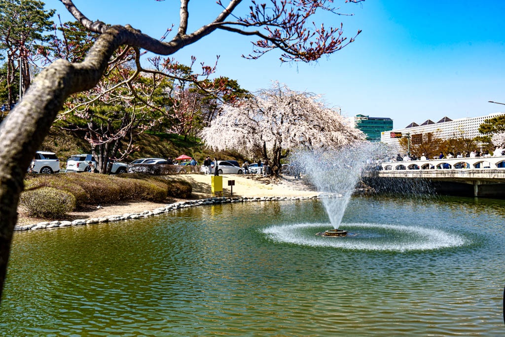 대전 벚꽃 명소 카이스트 벚꽃 출사기 15